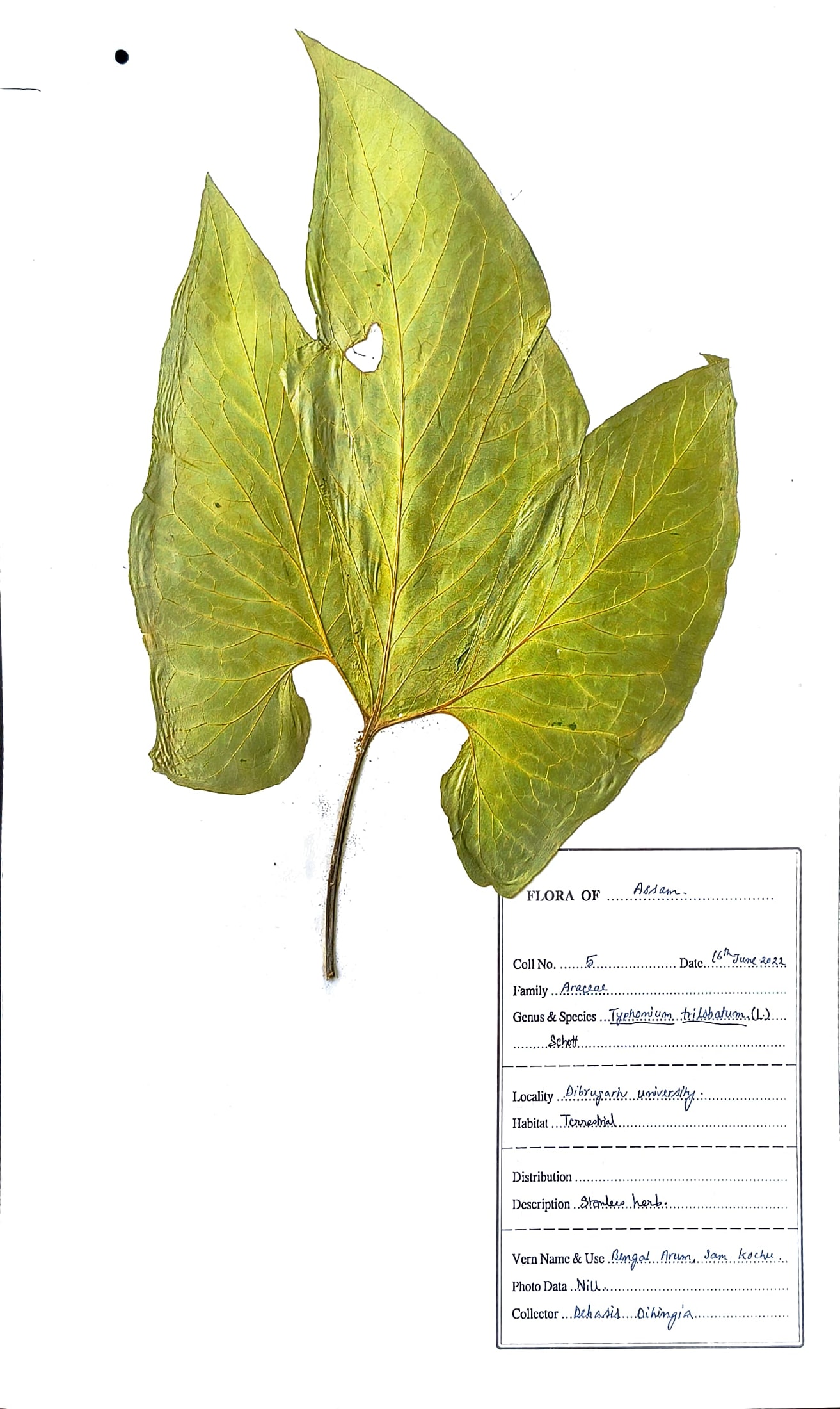 Sam kosu (Ass.) (Herbarium)